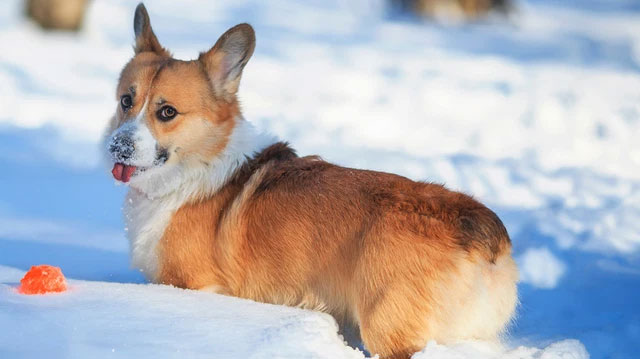 Picture 5 of The importance of the tail for dogs in the eyes of science