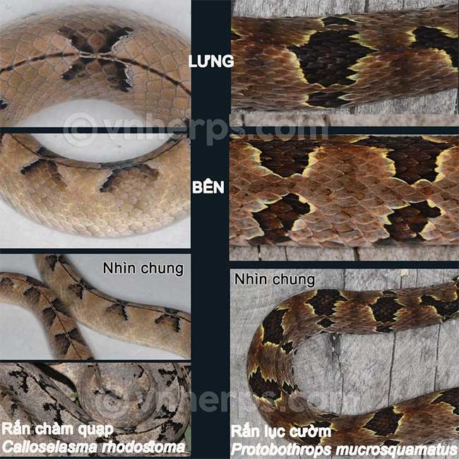 The indigo snake is extremely poisonous, but it is easy to be confused with this creature: How to distinguish quickly, very easily! Picture 3
