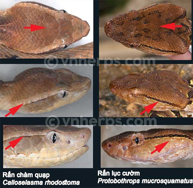 The indigo snake is extremely poisonous, but it is easy to be confused with this creature: How to distinguish quickly, very easily! Picture 4