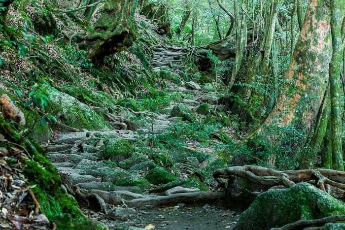 Picture 1 of The island has rain all year round, thousand-year-old trees grow close together like a fairy world.