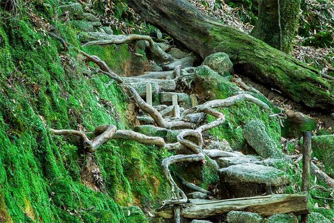 Picture 3 of The island has rain all year round, thousand-year-old trees grow close together like a fairy world.