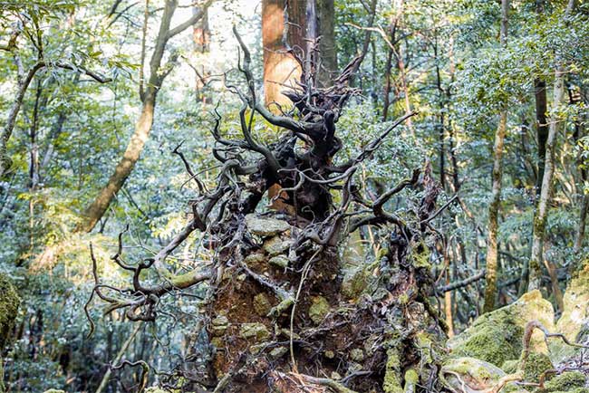 Picture 4 of The island has rain all year round, thousand-year-old trees grow close together like a fairy world.