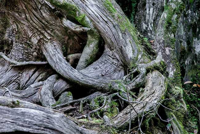 Picture 5 of The island has rain all year round, thousand-year-old trees grow close together like a fairy world.