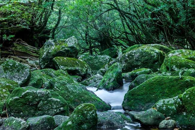 Picture 6 of The island has rain all year round, thousand-year-old trees grow close together like a fairy world.