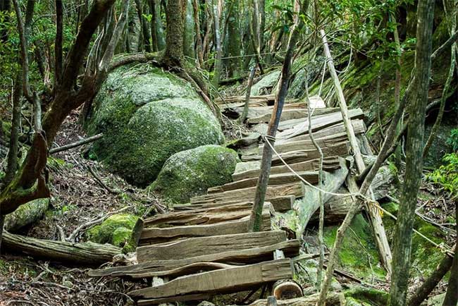 Picture 7 of The island has rain all year round, thousand-year-old trees grow close together like a fairy world.
