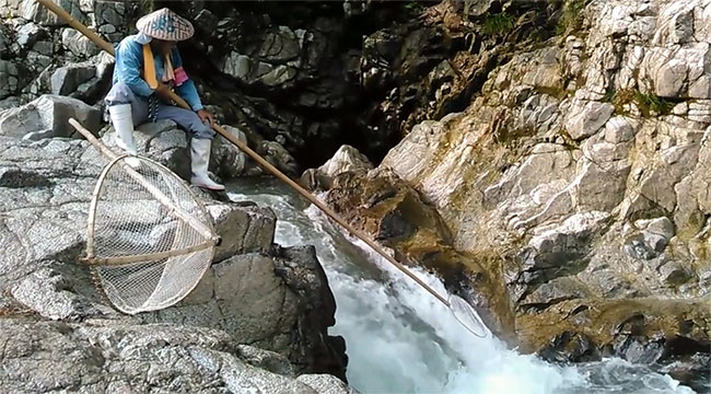 The Japanese way of catching high-value fish: Unusual, like a swordplay movie! Picture 1