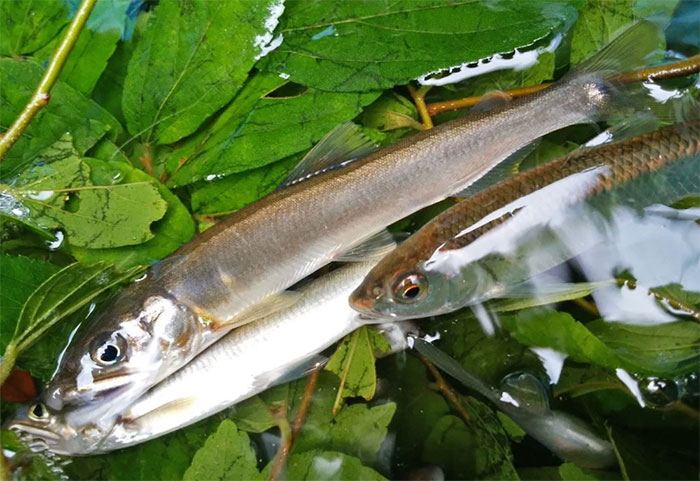 The Japanese way of catching high-value fish: Unusual, like a swordplay movie! Picture 2