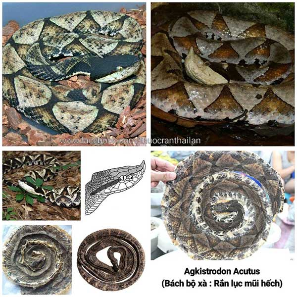 Picture 1 of The jungler must stop when this creature slithers across the road: Death in 5 steps!