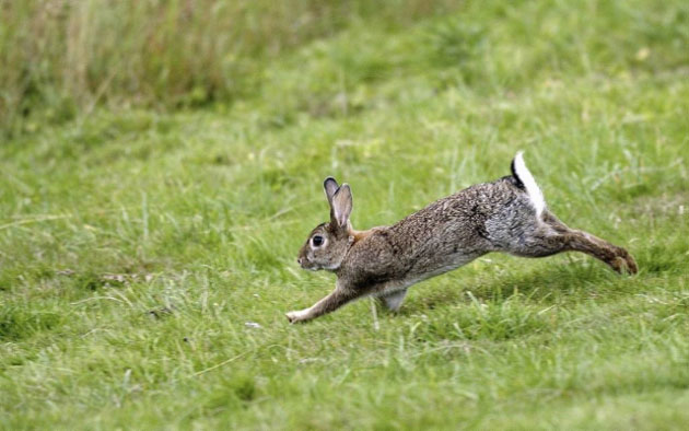 Picture 2 of The King Cobra continuously attacks, the little rabbit fights alone and the unexpected reversal