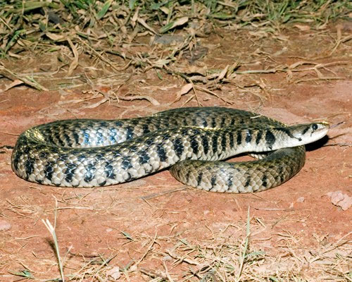 Picture 4 of The King Cobra continuously attacks, the little rabbit fights alone and the unexpected reversal