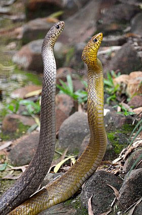 Picture 5 of The King Cobra continuously attacks, the little rabbit fights alone and the unexpected reversal