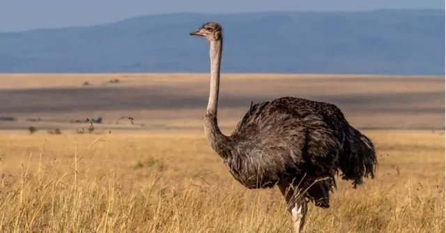 Picture 3 of The largest animals that lived in the desert, still exist today