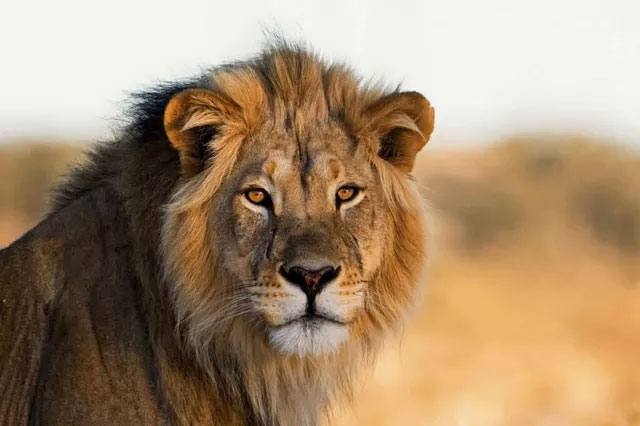 Picture 4 of The largest animals that lived in the desert, still exist today