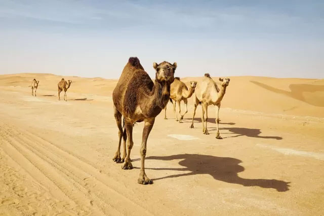 Picture 6 of The largest animals that lived in the desert, still exist today