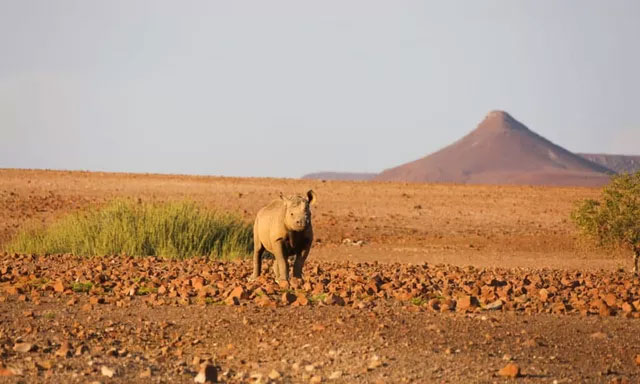 Picture 7 of The largest animals that lived in the desert, still exist today