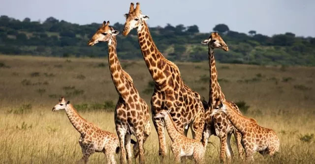 Picture 8 of The largest animals that lived in the desert, still exist today