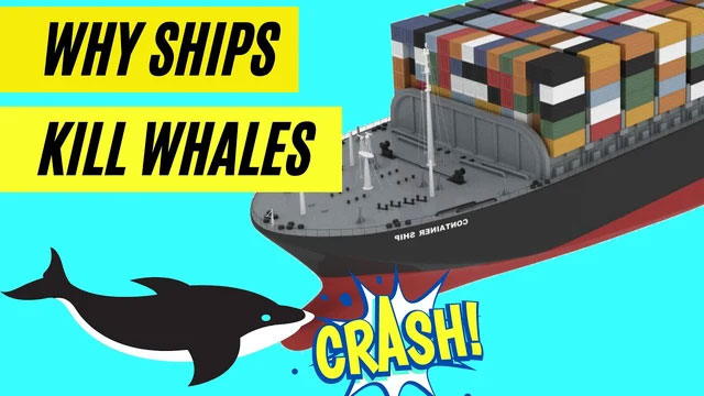 The largest fish on the planet is in danger of extinction because of a traffic accident Picture 1