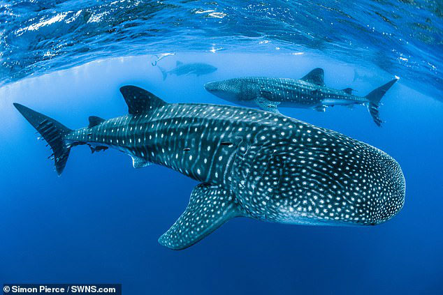 The largest fish on the planet is in danger of extinction because of a traffic accident Picture 2