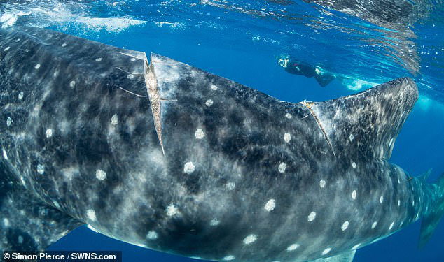 The largest fish on the planet is in danger of extinction because of a traffic accident Picture 3