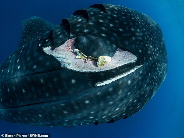 The largest fish on the planet is in danger of extinction because of a traffic accident Picture 4