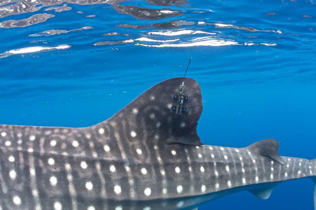 The largest fish on the planet is in danger of extinction because of a traffic accident Picture 5