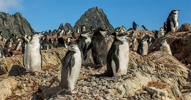 Picture 1 of The largest herds in the animal world