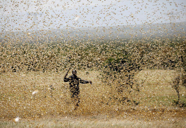 Picture 3 of The largest herds in the animal world