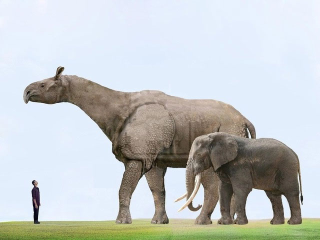 Picture 3 of The largest land mammal that ever lived was Paraceratherium - How big was it really?