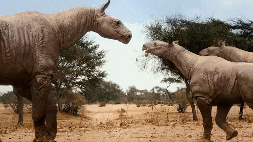 Picture 4 of The largest land mammal that ever lived was Paraceratherium - How big was it really?