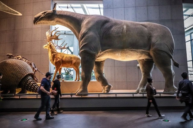 Picture 5 of The largest land mammal that ever lived was Paraceratherium - How big was it really?