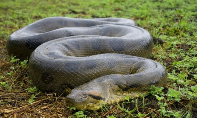 Picture 2 of The largest snakes in the world