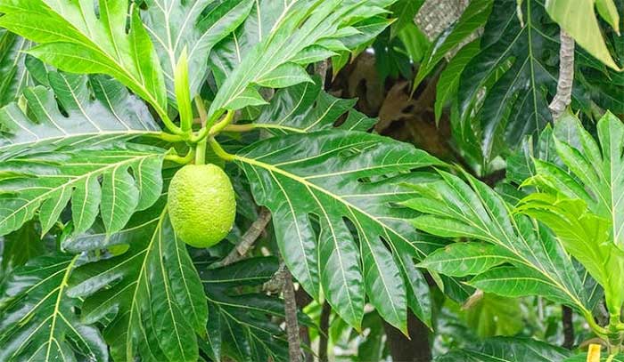 The leaves are 'golden medicinal herbs' that help lower blood sugar, purify the kidneys, eliminate uric acid, and prevent heart disease. Picture 1