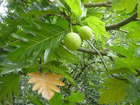 The leaves are 'golden medicinal herbs' that help lower blood sugar, purify the kidneys, eliminate uric acid, and prevent heart disease. Picture 3
