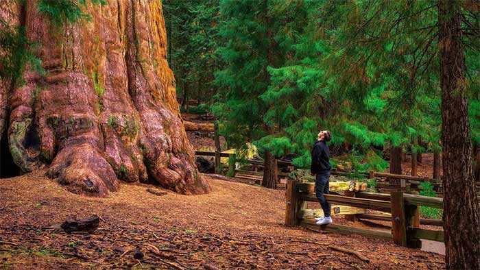 Picture 8 of The Magnificence of the World's Largest Tree, 2,700 Years Old and Still Middle-Aged