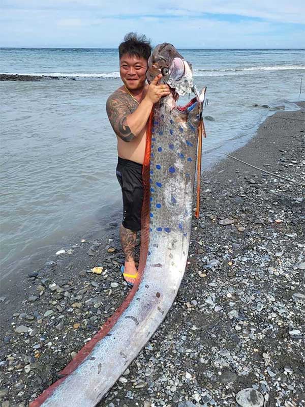 Picture 4 of The man caught a giant oarfish that was 6m long and weighed 130kg