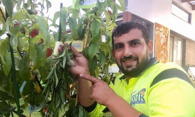 Picture 2 of The man who set a Guinness record for creating a tree with 10 types of fruit