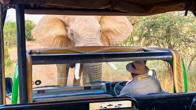 The moment a ferocious elephant rushed in to attack, tossing a car carrying many tourists Picture 1