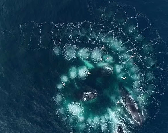 Picture 1 of The moment proves the intelligence of humpback whales when hunting