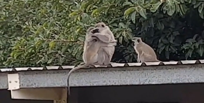 The moment the baby monkey swoops into his mother's arms, making many people's noses sting Picture 1