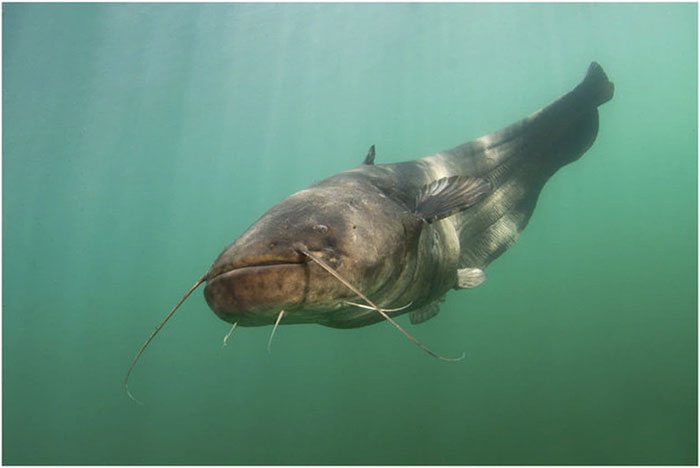 The 'monster' fish uses its antennae to detect and eat pigeons