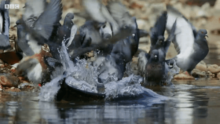 Picture 3 of The 'monster' fish uses its antennae to detect and eat pigeons