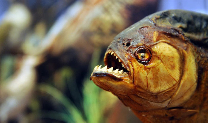 Picture 1 of The 'monster' on the Amazon River can smell 1 drop of blood in 200 liters of water, indigenous people do not dare to touch!