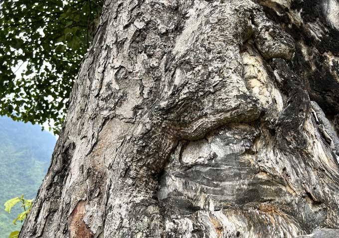 The most beautiful 'lonely tree' in Vietnam: Centuries old, trunk wide enough for 5 people to hug around Picture 2