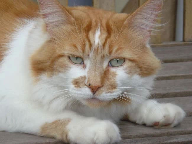 The most famous real cats in human history Picture 4
