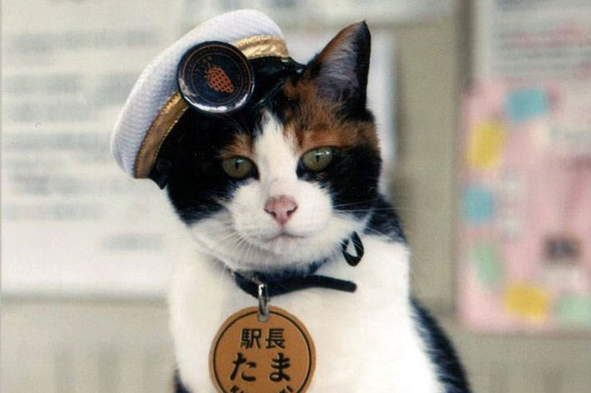 The most famous real cats in human history Picture 5