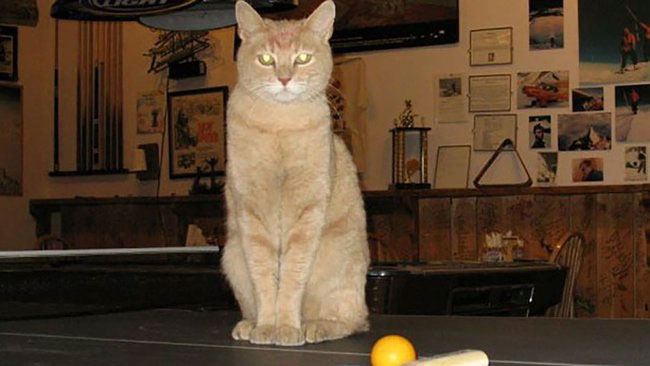 The most famous real cats in human history Picture 7
