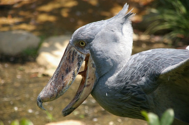 Picture 5 of The 'most ferocious' bird in the world: A natural enemy of crocodiles, possessing a 'difficult' face that knows how to stay away