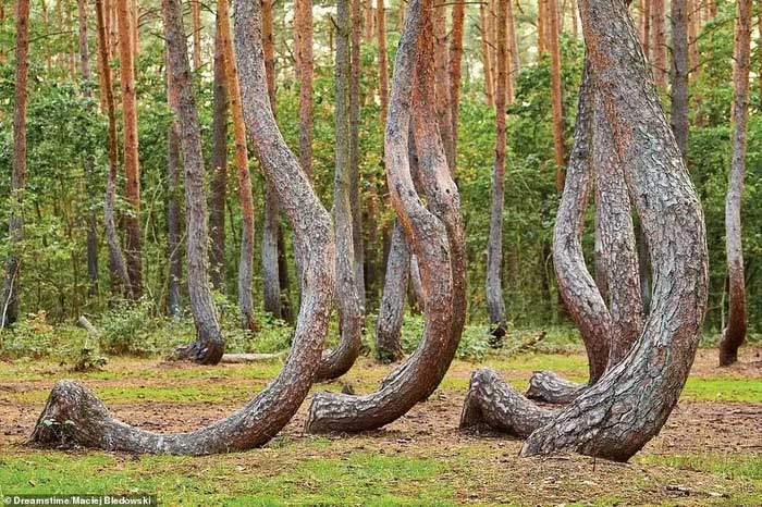 Picture 10 of The most mysterious forests in the world