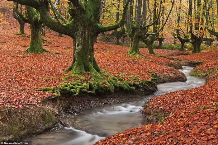 Picture 12 of The most mysterious forests in the world