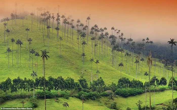 Picture 5 of The most mysterious forests in the world